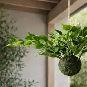Hengeplante hjerte philodenron