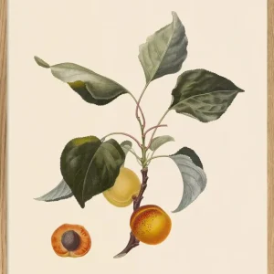 ABRICOT 50x70 PLAKAT