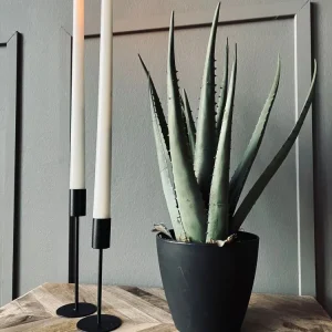 Aloe vera ink potte - 45cm