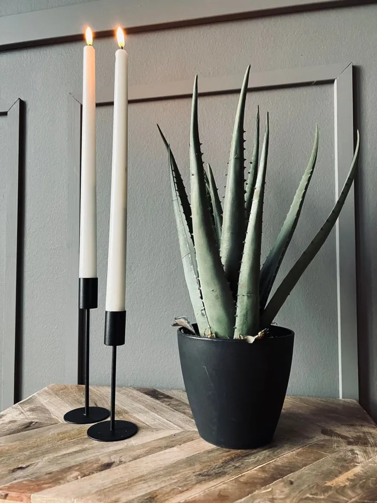 Aloe vera ink potte - 45cm