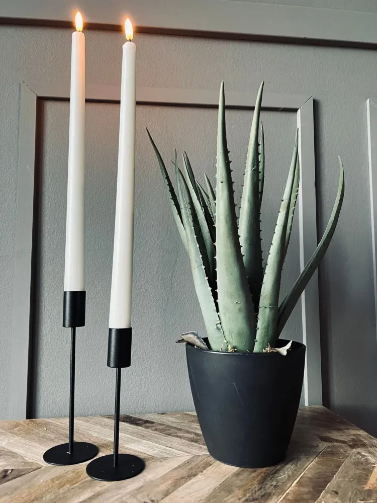 Aloe vera ink potte - 45cm