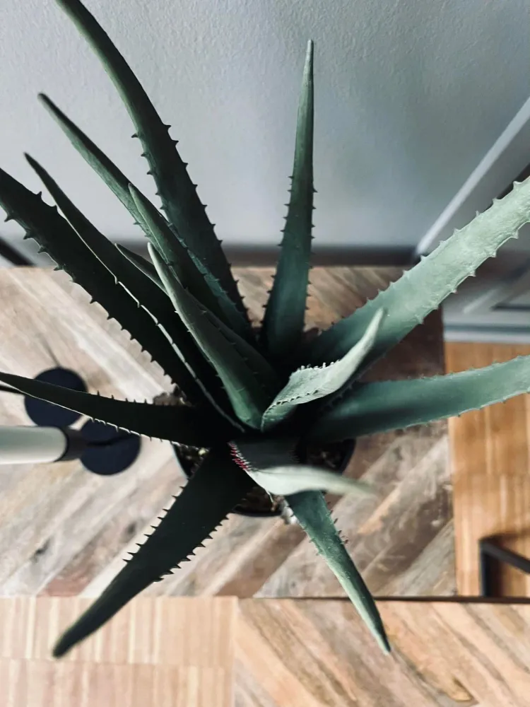 Aloe vera ink potte - 45cm