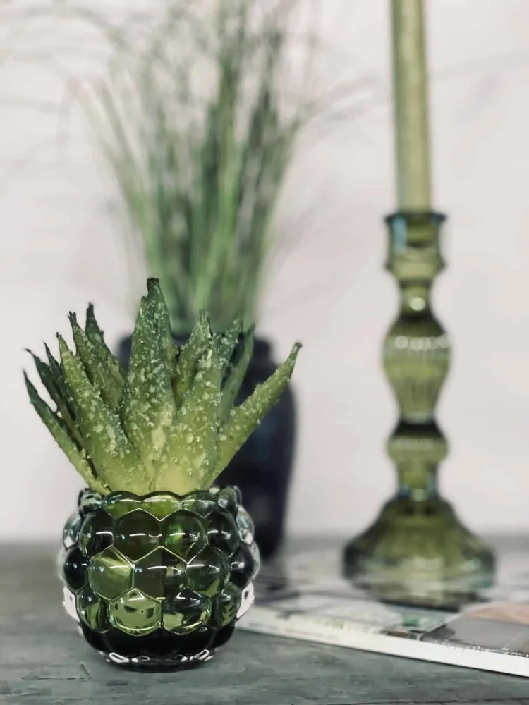 Aloe vera m/pigger 15cm
