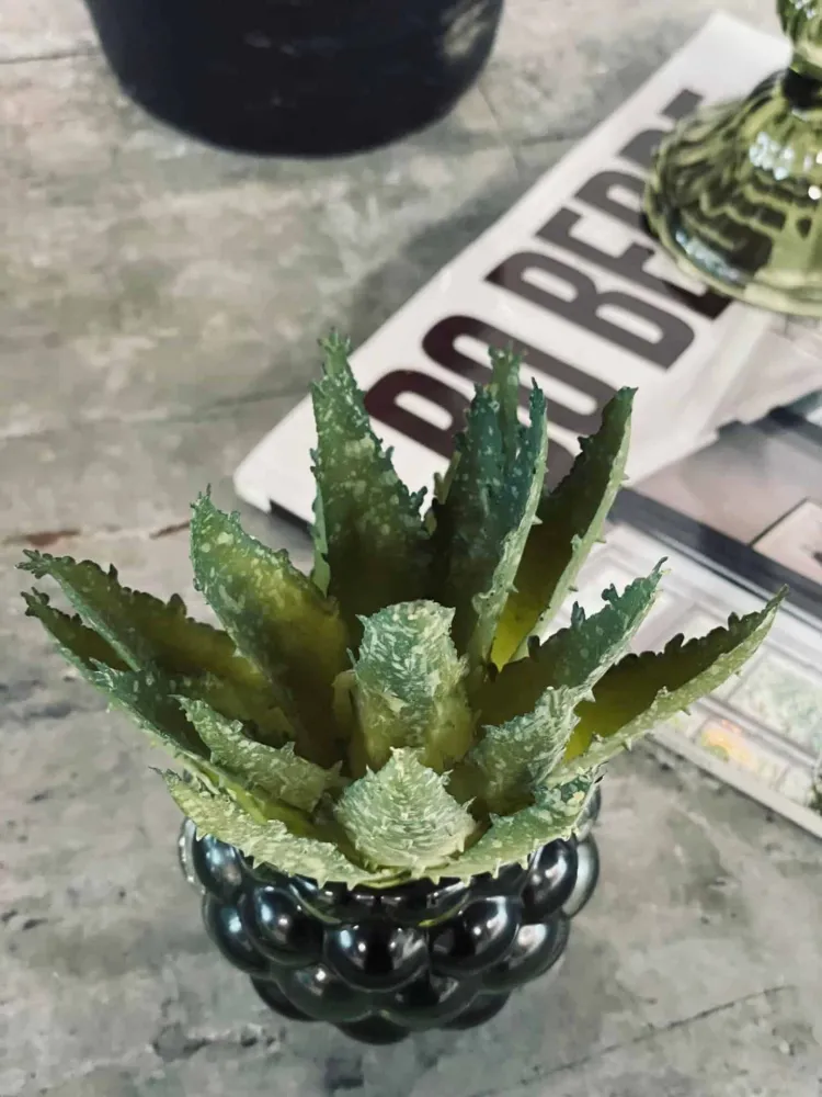 Aloe vera m/pigger 15cm