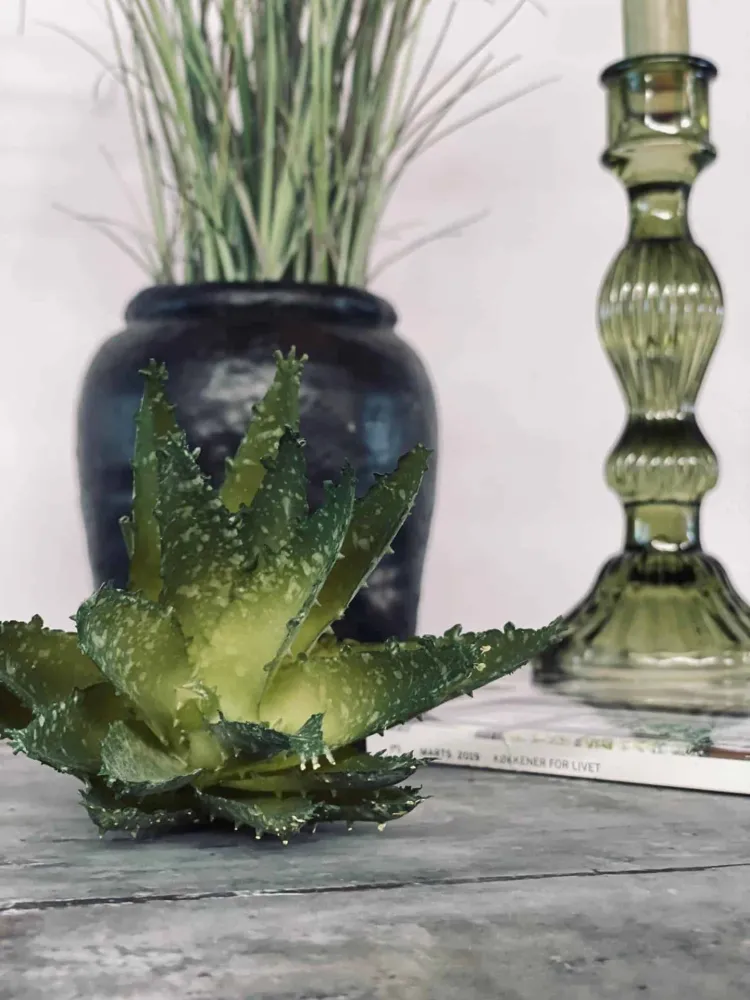 Aloe vera m/pigger 15cm