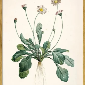 Bellis Perennis 30x40 PLAKAT