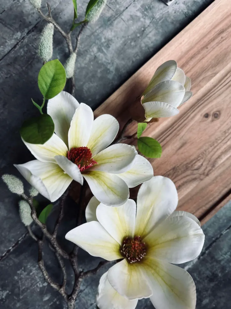 Blomst Magnolia - Hvit