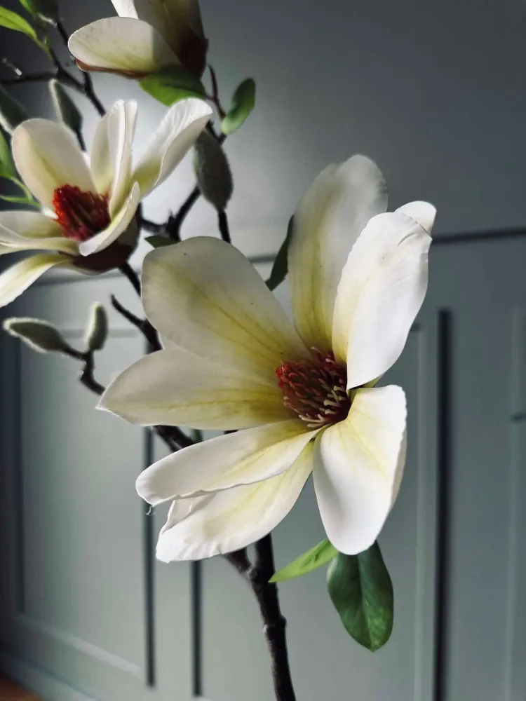 Blomst Magnolia - Hvit