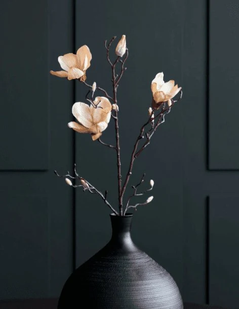 Blomst, Magnolia, Råhvit