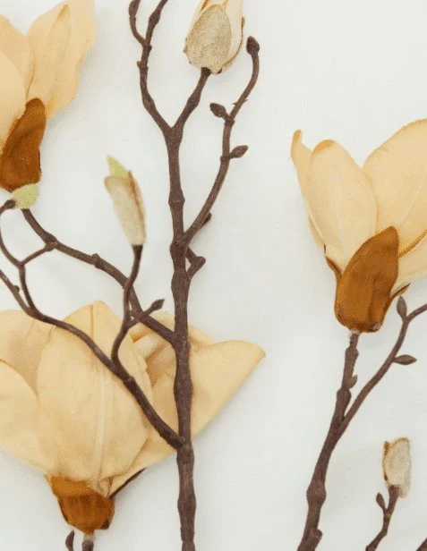 Blomst, Magnolia, Råhvit