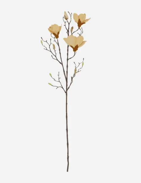 Blomst, Magnolia, Råhvit