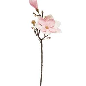 Blomst magnolia stilk