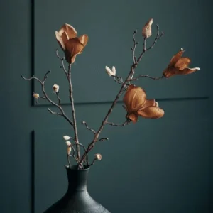 Blomst, Mangnolia, Brun