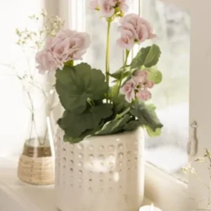 Blomst Pelargonie