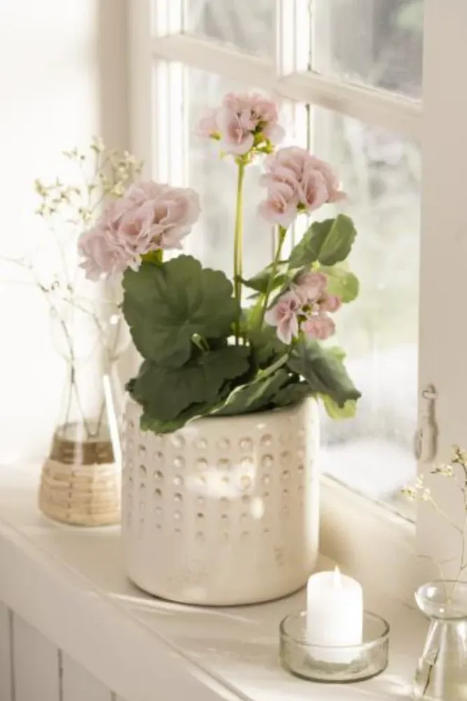Blomst Pelargonie