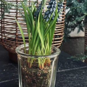 Blomst Perlehyacint