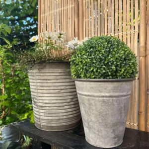 Buksbom kule 30cm
