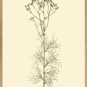 Cacalia Peucedanfolia 70x100 Oak