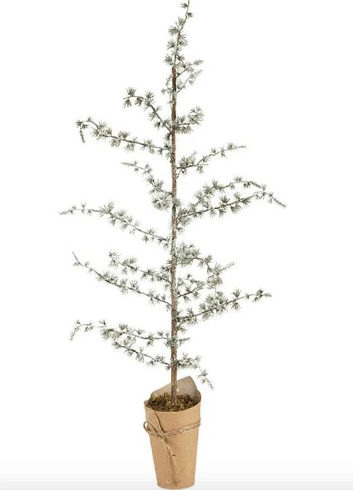 Cedertre - 95 cm