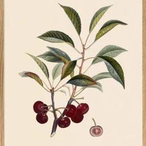 Cerise à Courte 70x100 Oak