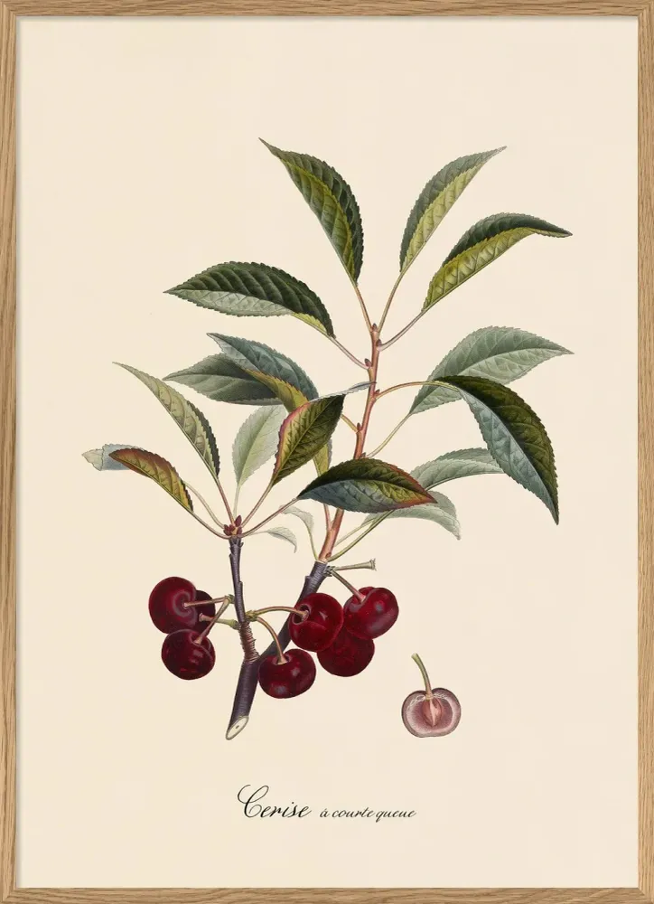 Cerise à Courte 70x100 Oak