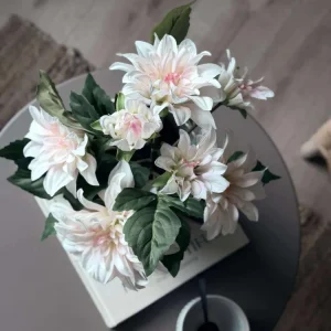 Dahlia i potte - Hvit