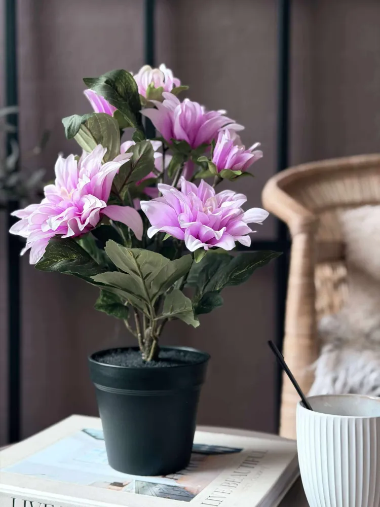 Dahlia i potte - Lyserosa
