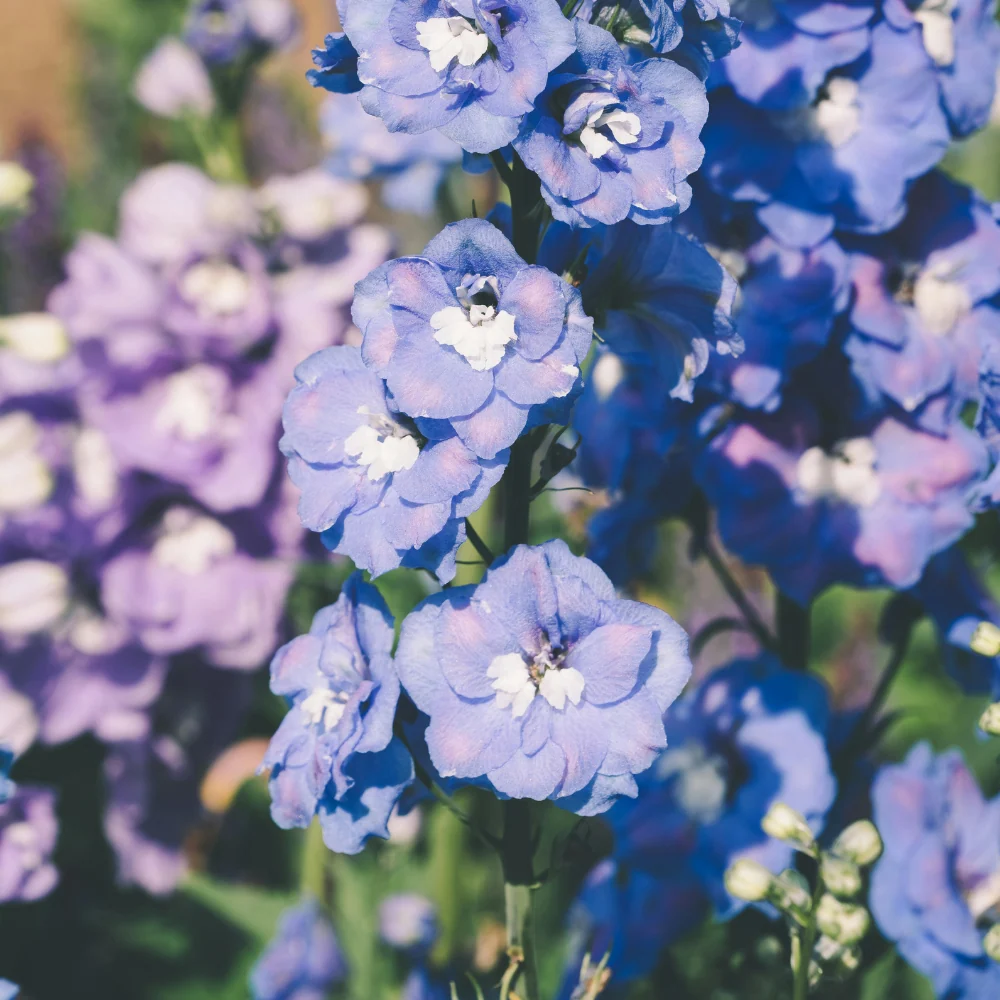 DELFINIUM såpeskål - ekte tørkede blomster
