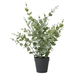 Eukalyptus i potte – H 40 cm