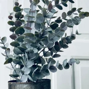 Eukalyptus potteplante