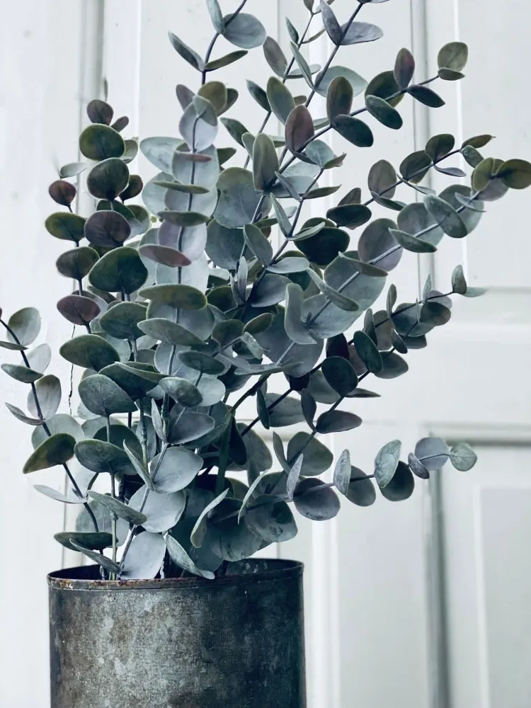 Eukalyptus potteplante