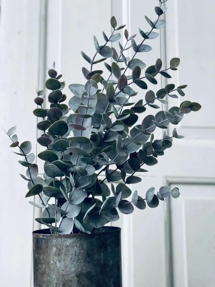 Eukalyptus potteplante