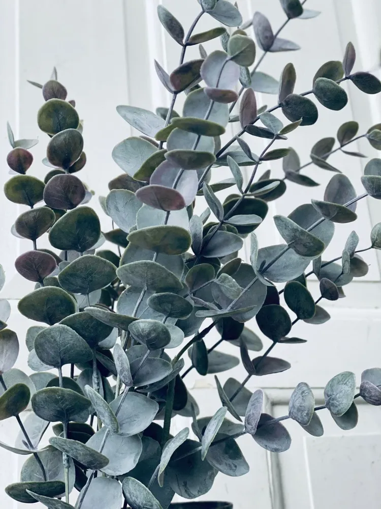 Eukalyptus potteplante