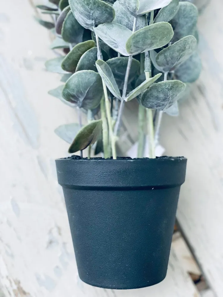 Eukalyptus potteplante