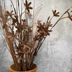 Evighetsblomst – Stilk 60cm Brun
