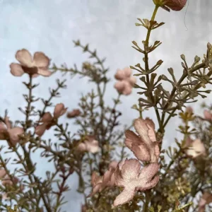 Evighetsblomst – Stilk 60cm Rosa