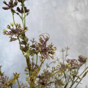 Evighetsblomst – Stilk 60 cm Lilla