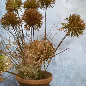 Evighetsblomst – Stilk 60 cm Pom