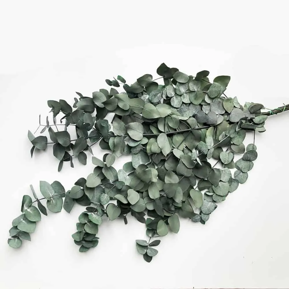 Evighetsbukett - Eucalyptus cynera