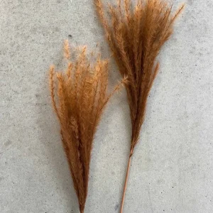 Evighetsbukett - Fluffy silvergrass 10 stk - chocolate