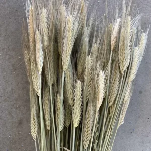 Evighetsbukett - Triticale (rug)