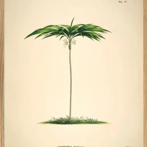 GEONOMA SPIXIANA 50x70