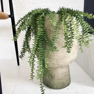 Hengende plante i potte