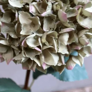 Hortensia m. blader H80cm