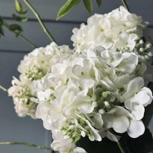 Hortensia Hvit