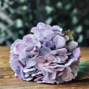Hortensia Lilla
