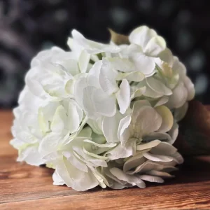 Hortensia Lime/hvit