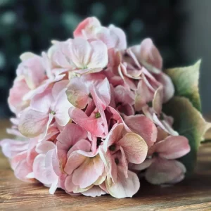 Hortensia Rosa