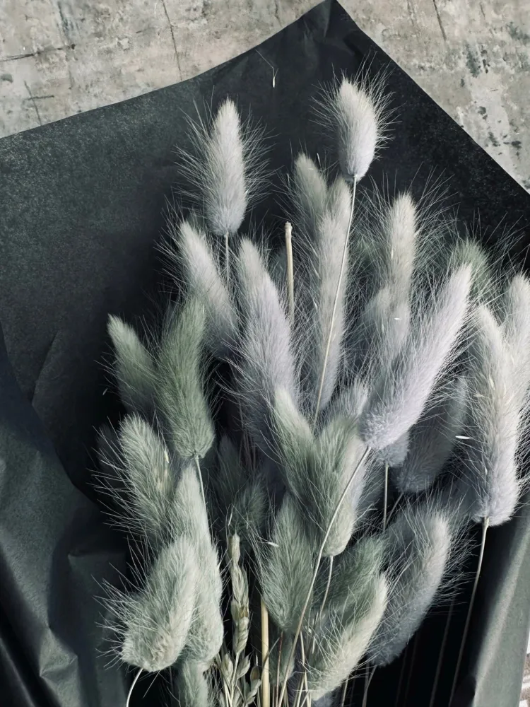 Lagurus – grey mist