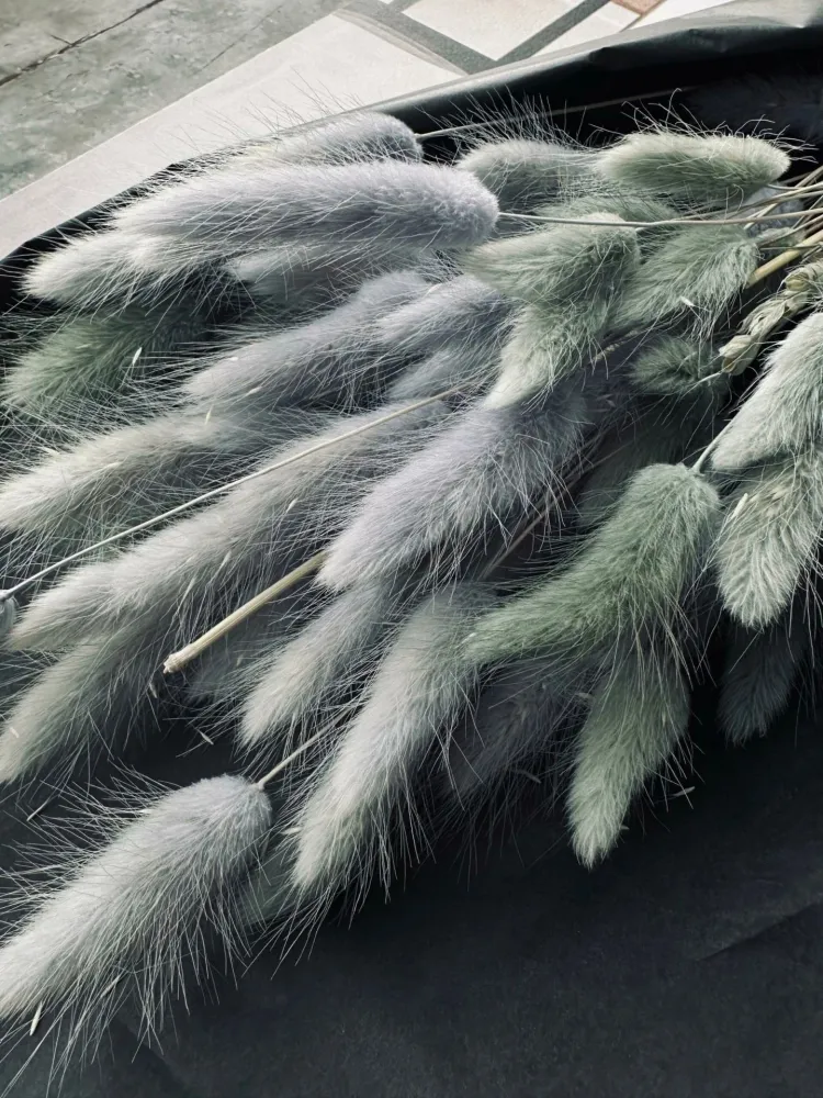 Lagurus – grey mist